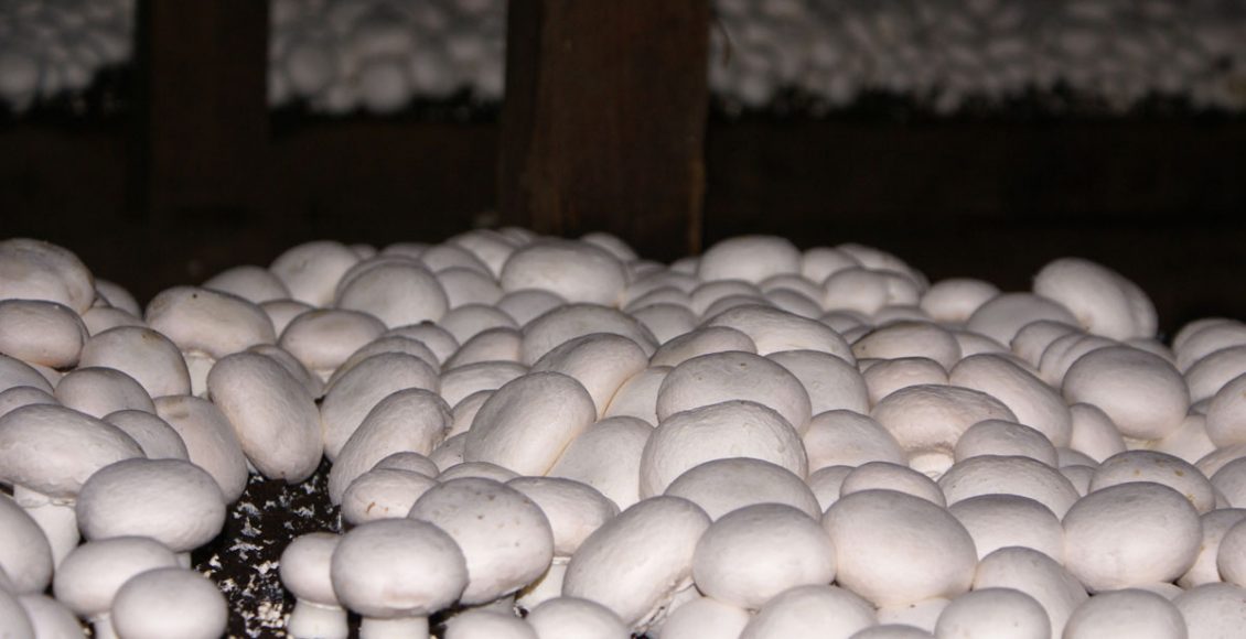 نقش کنترل دمای سالن پرورش قارچ در تولید بیشتر قارچ دکمه‌ای