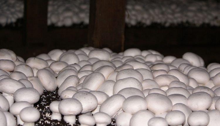 نقش کنترل دمای سالن پرورش قارچ در تولید بیشتر قارچ دکمه‌ای