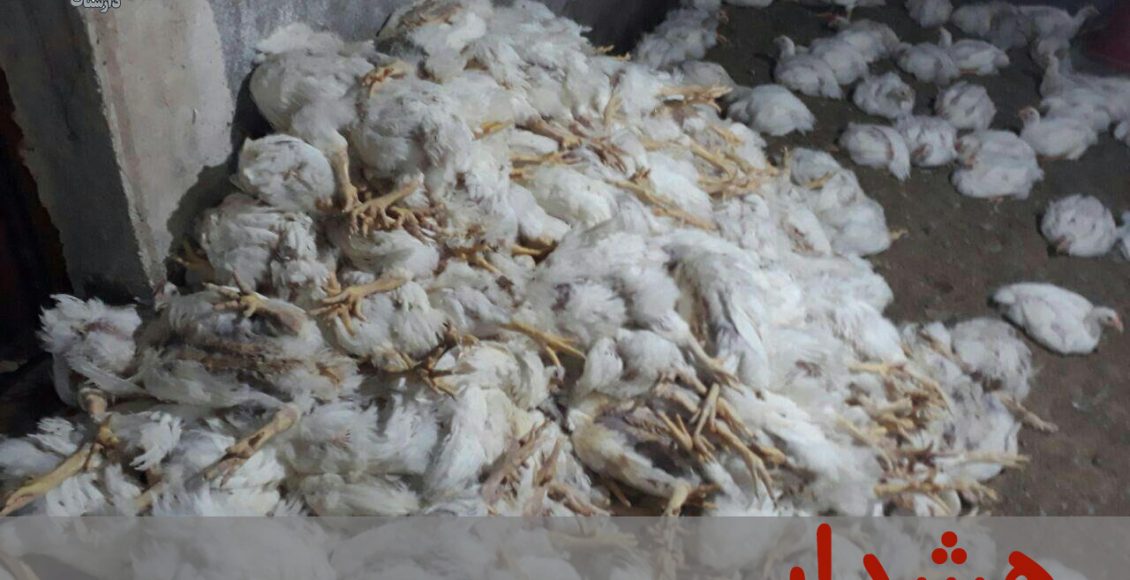 دما و رطوبت استاندارد مرغداری