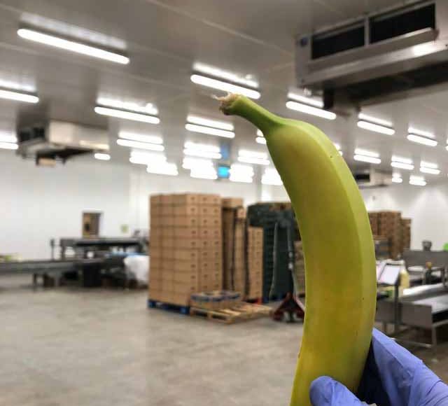 Banana warehouse
